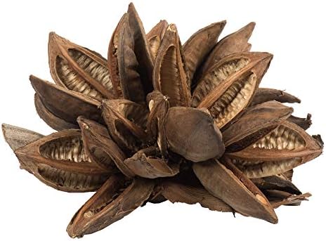 Vickerman Natural Star Pod 12-16 Inches Extra Large