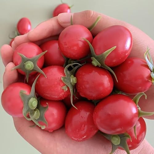 Lovmeety 30Pcs Artificial Cherry Tomatoes for Decor and Photography