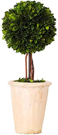 Real Preserved Boxwood Globe Tree Topiary in Terracotta Planter