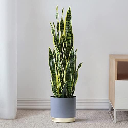Artificial Sansevieria Tree 26 Inch with Modern Planter