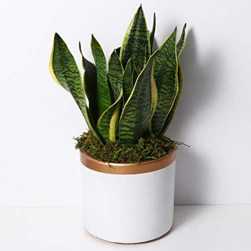 VOSAREA Artificial Moss for DIY Forest Crafts