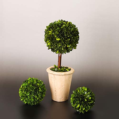 Real Preserved Boxwood Globe Tree Topiary in Terracotta Planter