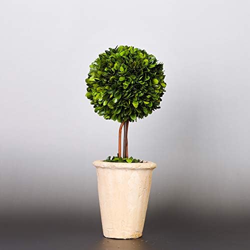 Real Preserved Boxwood Globe Tree Topiary in Terracotta Planter