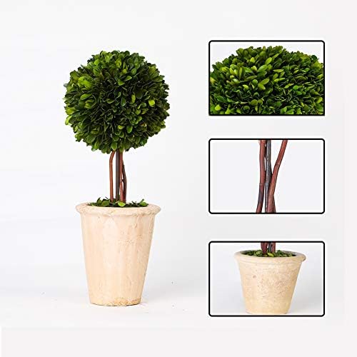 Real Preserved Boxwood Globe Tree Topiary in Terracotta Planter