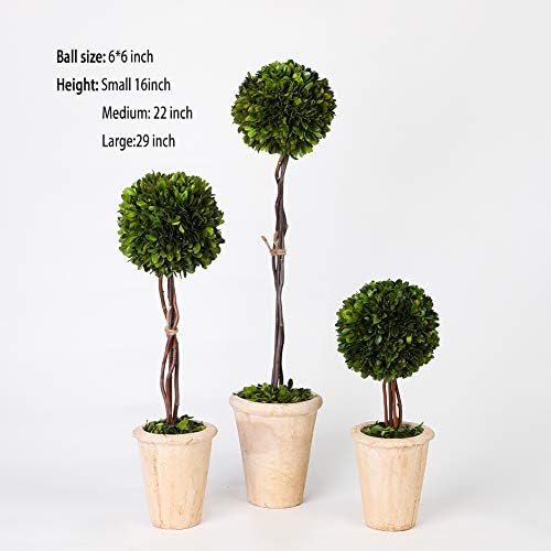 Real Preserved Boxwood Globe Tree Topiary in Terracotta Planter