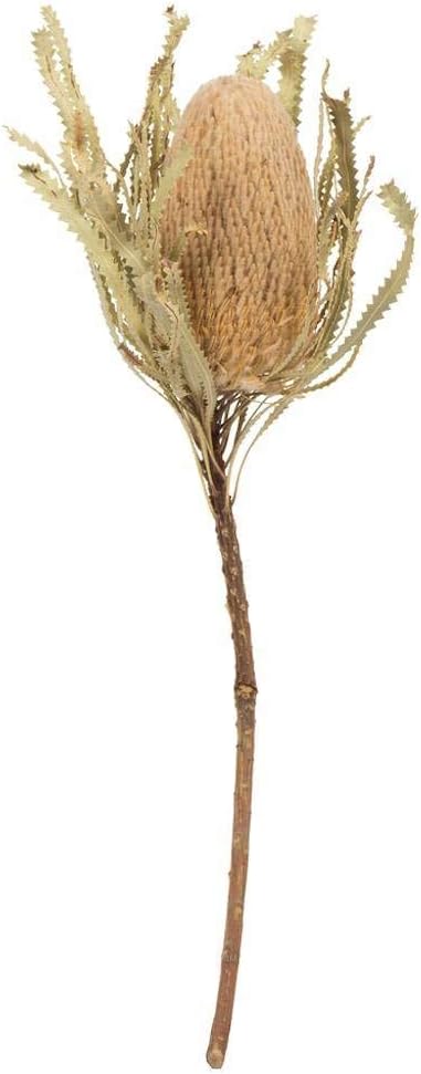 Vickerman 12 Inch Natural Banksia Flower Stem 3 Pack