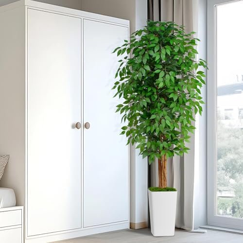 7ft Ficus Artificial Tree with 3 Curved Trunks and White Planter