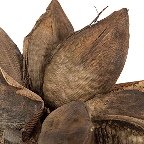 Vickerman Natural Star Pod 12-16 Inches Extra Large