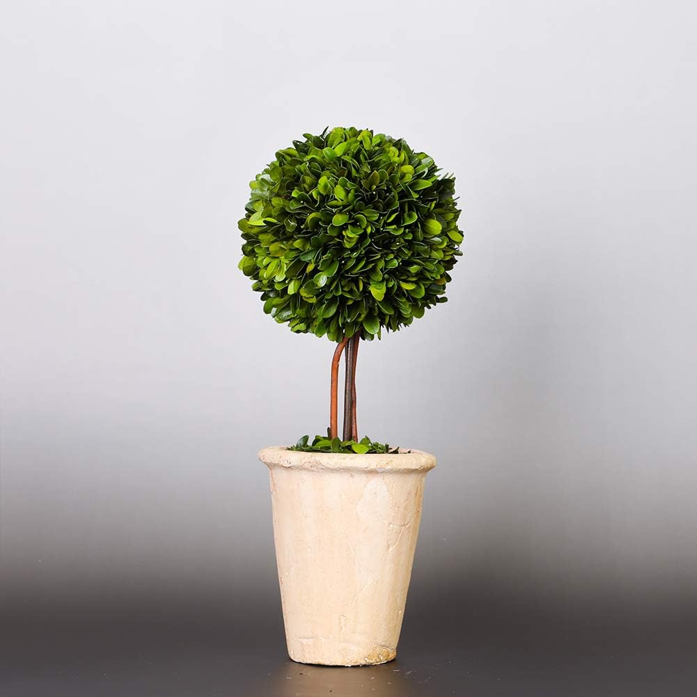 Real Preserved Boxwood Globe Tree Topiary in Terracotta Planter
