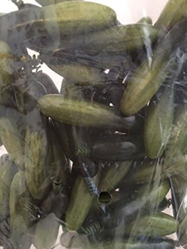 Bluebird Artificial 3 Inch Pickling Cucumbers Bag of 48