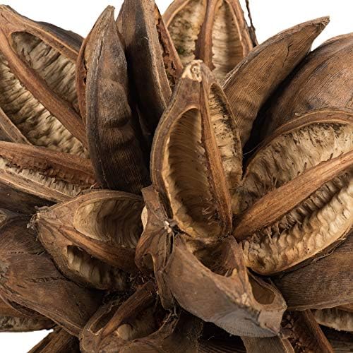 Vickerman Natural Star Pod 12-16 Inches Extra Large