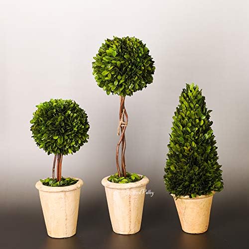 Real Preserved Boxwood Globe Tree Topiary in Terracotta Planter