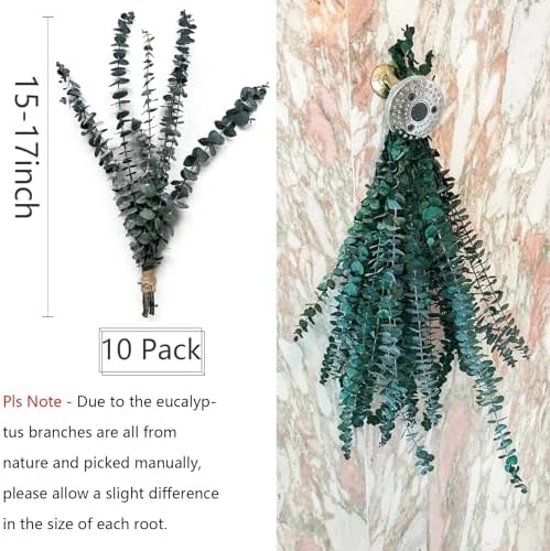 Comtelek Eucalyptus Shower Decor 10 Pcs Real Dried Bundle