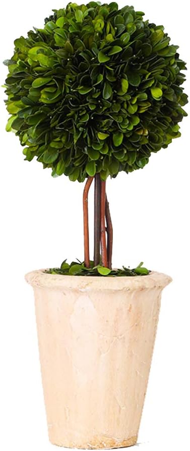Real Preserved Boxwood Globe Tree Topiary in Terracotta Planter