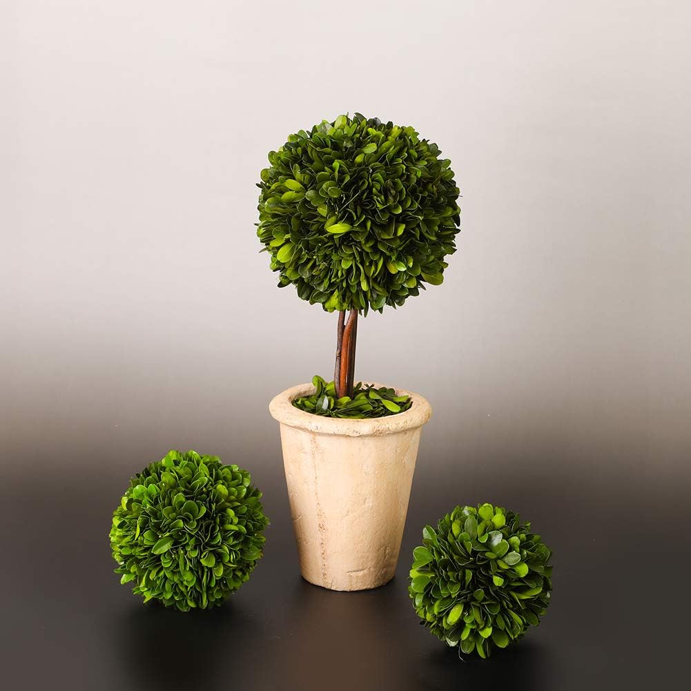 Real Preserved Boxwood Globe Tree Topiary in Terracotta Planter