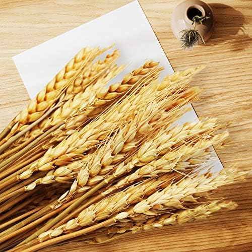 Uieke 177 Inch Dried Wheat Stalks for Home Decor