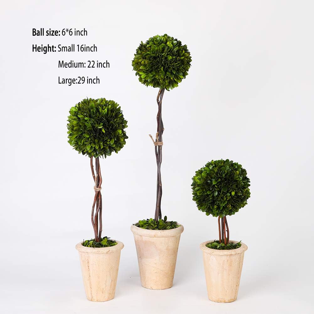 Real Preserved Boxwood Globe Tree Topiary in Terracotta Planter