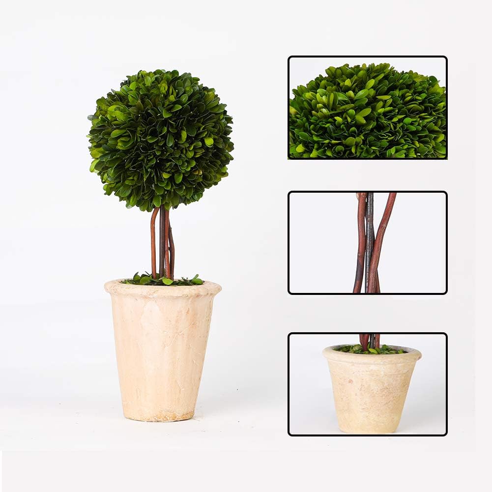 Real Preserved Boxwood Globe Tree Topiary in Terracotta Planter
