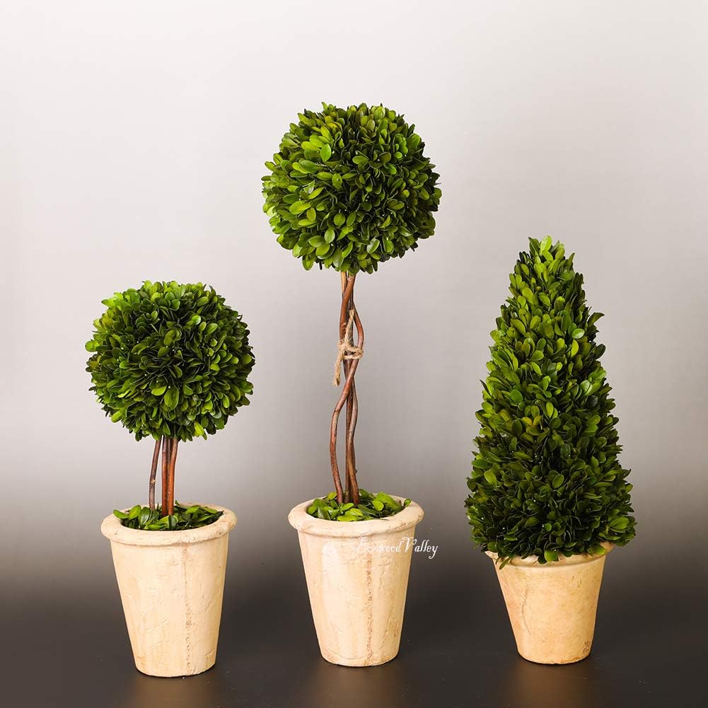 Real Preserved Boxwood Globe Tree Topiary in Terracotta Planter