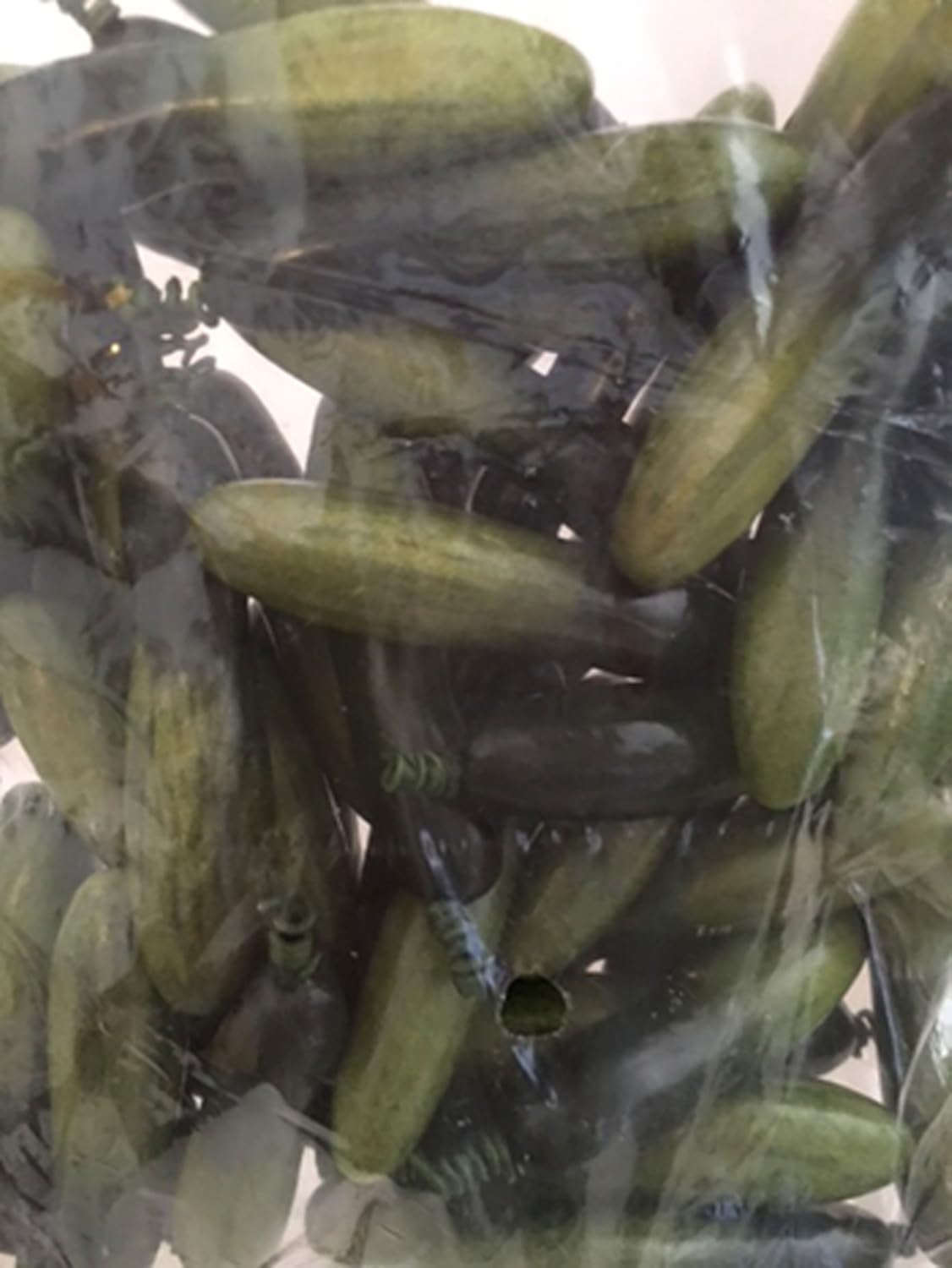 Bluebird Artificial 3 Inch Pickling Cucumbers Bag of 48